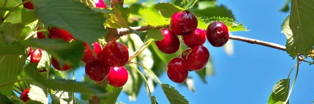 5 Mood-Boosting Benefits of Tart Cherry