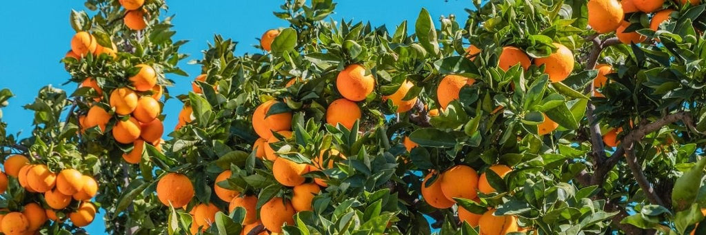 Vitamin C - Take it BEFORE you get sick
