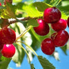 5 Mood-Boosting Benefits of Tart Cherry