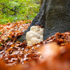 Building a Better Brain with Lion's Mane